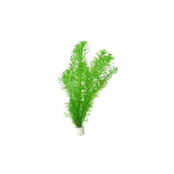 Tropica Egeria densa