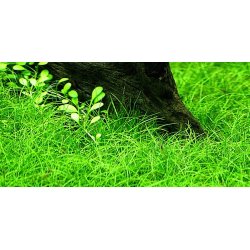 Tropica Eleocharis parvula