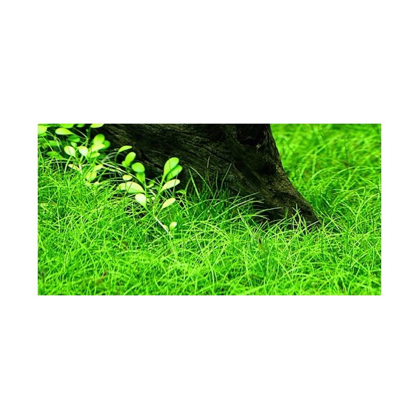 Tropica Eleocharis parvula