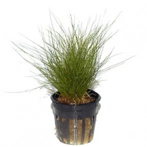 Tropica Eleocharis parvula