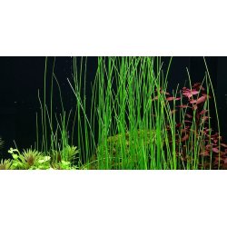 Tropica Eleocharis montevidensis