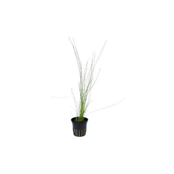 Tropica Eleocharis montevidensis