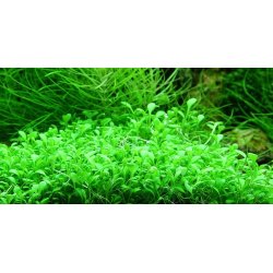 1-2-Grow Tropica Glossostigma elatinoides