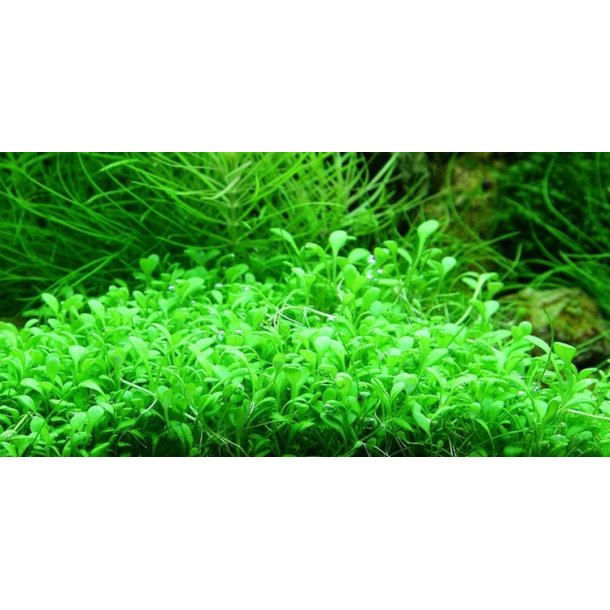 1-2-Grow Tropica Glossostigma elatinoides