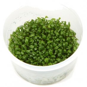 1-2-Grow Tropica Glossostigma elatinoides