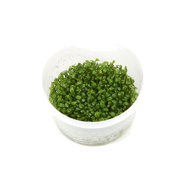1-2-Grow Tropica Glossostigma elatinoides