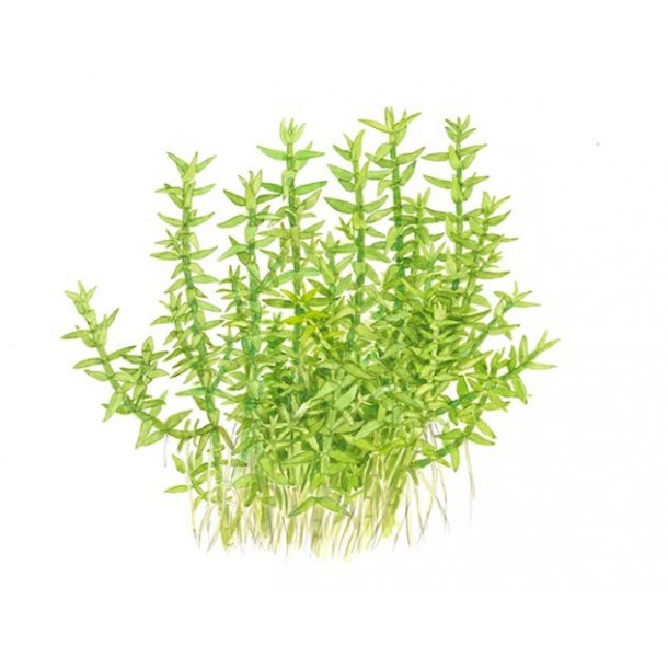 1-2-Grow Tropica Gratiola viscidula