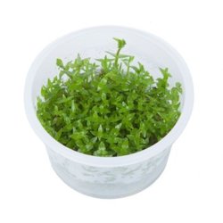1-2-Grow Tropica Gratiola viscidula