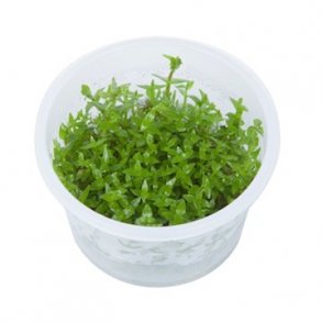 1-2-Grow Tropica Gratiola viscidula