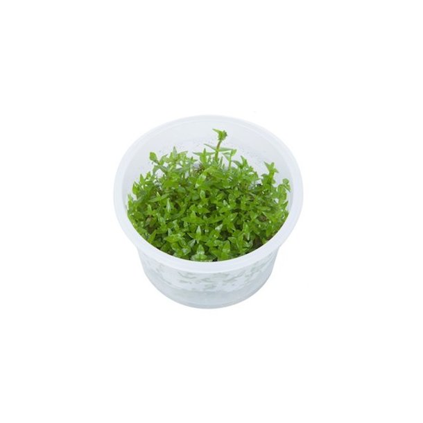 1-2-Grow Tropica Gratiola viscidula