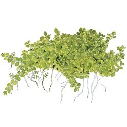 Tropica Micranthemum callitrichoides 'Cuba'