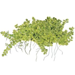 Tropica Micranthemum callitrichoides 'Cuba'