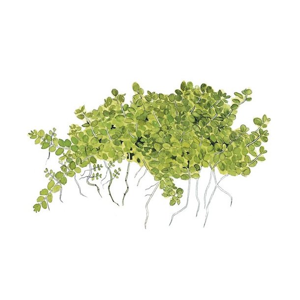 Tropica Micranthemum callitrichoides 'Cuba'