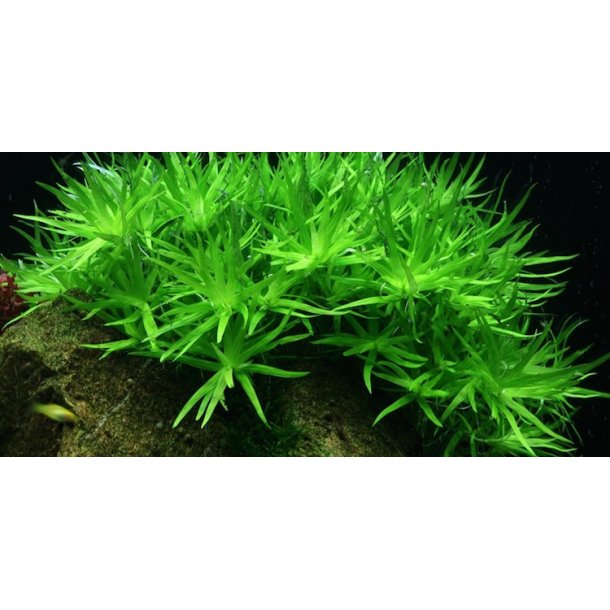 1-2-Grow Tropica Heteranthera zosterifolia