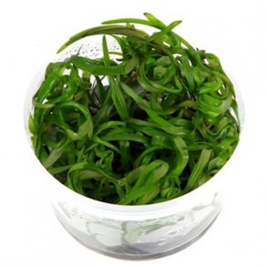 1-2-Grow Tropica Heteranthera zosterifolia
