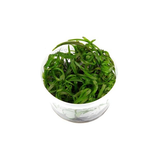 1-2-Grow Tropica Heteranthera zosterifolia