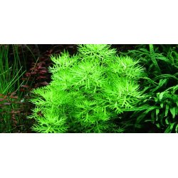 Tropica Hottonia palustris