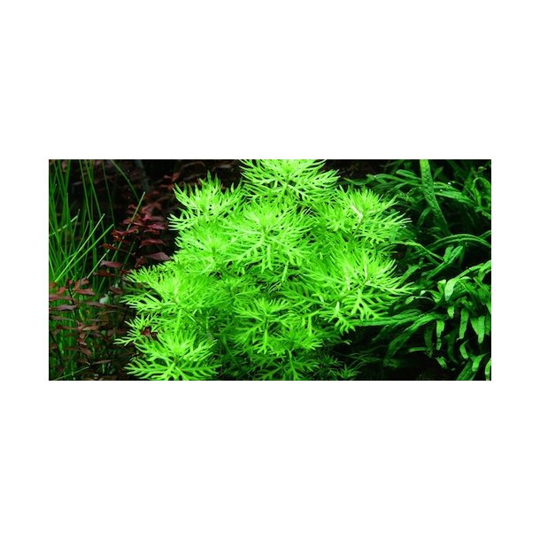 Tropica Hottonia palustris