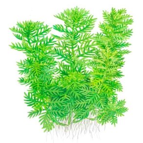 Tropica Hottonia palustris