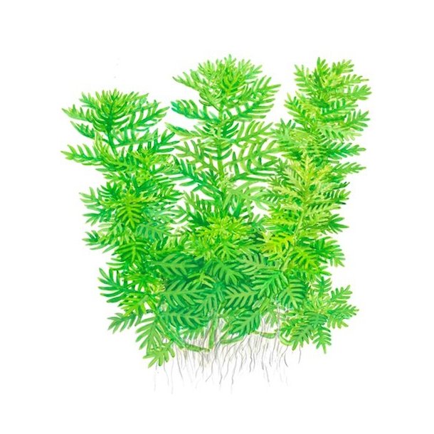Tropica Hottonia palustris