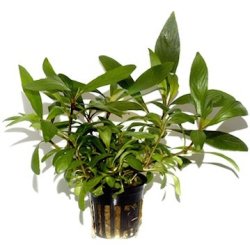 Tropica Hygrophila costata