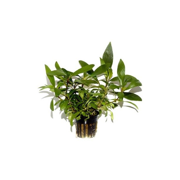 Tropica Hygrophila costata