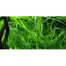 Tropica Hygrophila costata