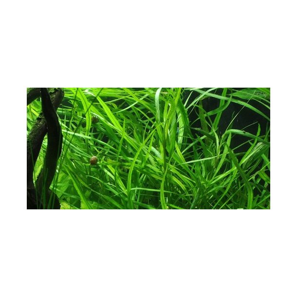 Tropica Hygrophila costata