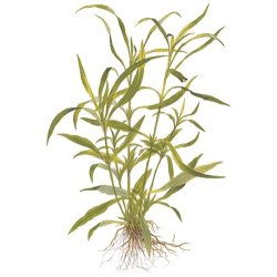 Tropica Hygrophila costata