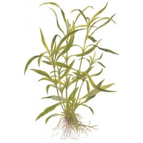 Tropica Hygrophila costata