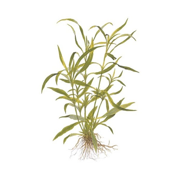 Tropica Hygrophila costata