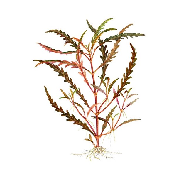 1-2-Grow Tropica Hygrophila pinnatifida