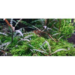 1-2-Grow Tropica Hygrophila pinnatifida