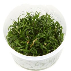 1-2-Grow Tropica Lilaeopsis brasiliensis