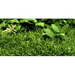 Tropica Lilaeopsis brasiliensis