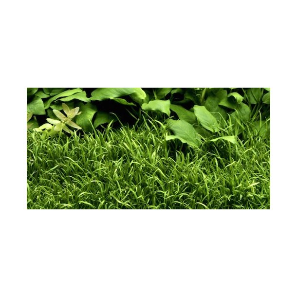 Tropica Lilaeopsis brasiliensis