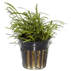 Tropica Lilaeopsis brasiliensis