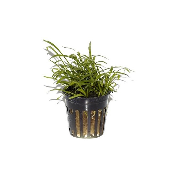 Tropica Lilaeopsis brasiliensis