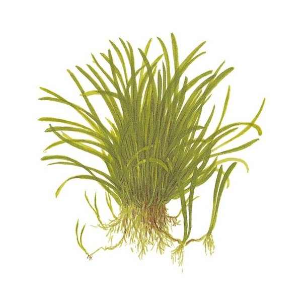 Tropica Lilaeopsis brasiliensis