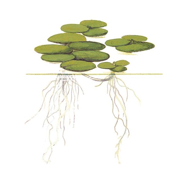 1-2-Grow Tropica Limnobium laevigatum
