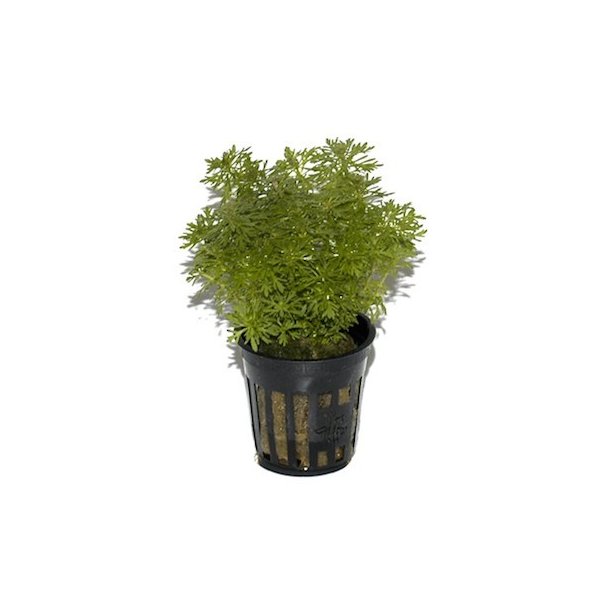 Tropica Limnophila sessiliflora