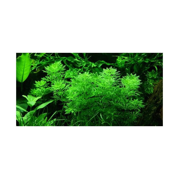 Tropica Limnophila sessiliflora