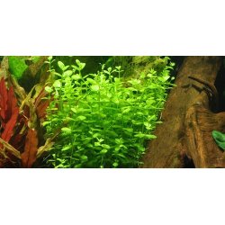 Tropica Lindernia rotundifolia