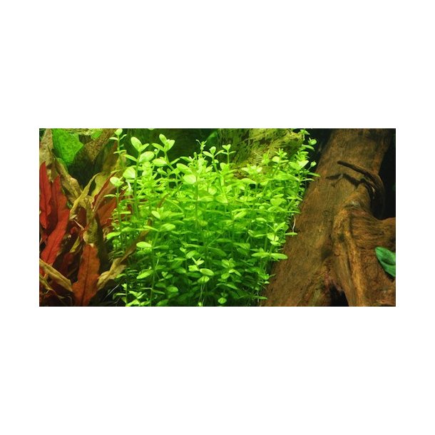 Tropica Lindernia rotundifolia