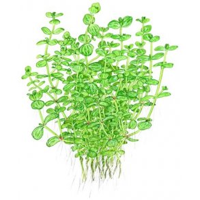 Tropica Lindernia rotundifolia