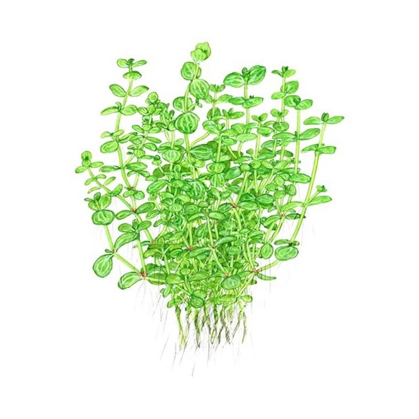 Tropica Lindernia rotundifolia