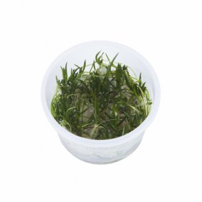 1-2-Grow Tropica Littorella uniflora