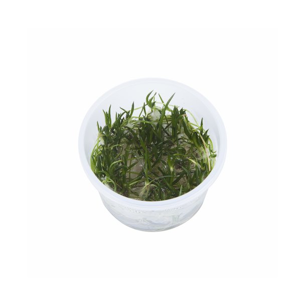 1-2-Grow Tropica Littorella uniflora