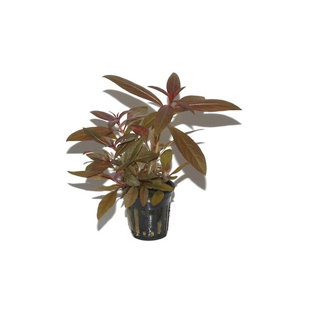 Tropica Ludwigia glandulosa