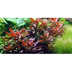 Tropica Ludwigia glandulosa